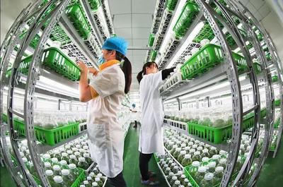漫談｜各司其職完善產業鏈，讓農民種上放心田——水產養殖篇
