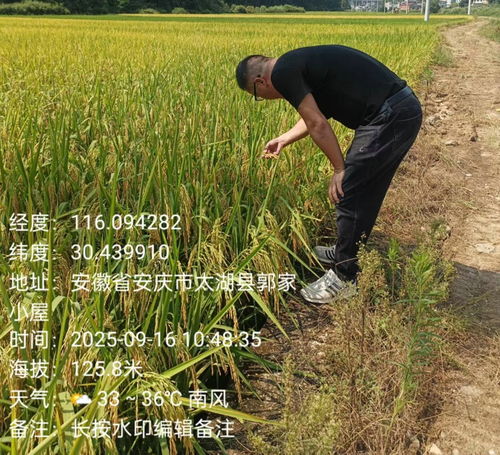 天華鎮(zhèn)植保行動 科技護航，糧食豐產(chǎn)之路