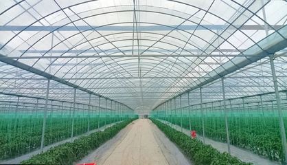 斜角村 以菜為基，以水為業，雙輪驅動助力鄉村產業振興