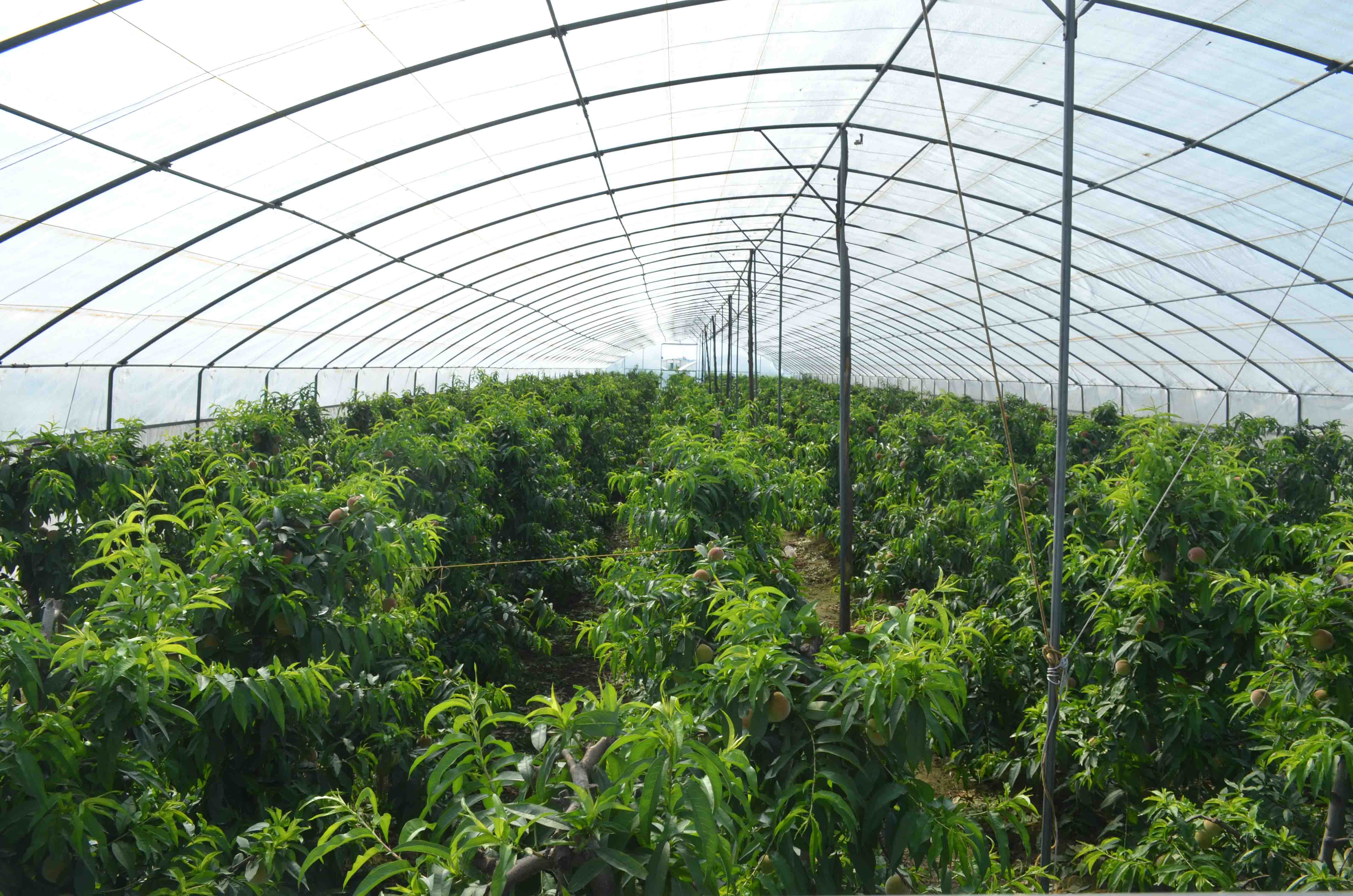 陜西周至 大棚桃香飄四方，特色種植激活鄉村經濟新引擎
