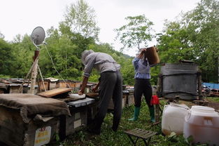 電商扶貧 京東如何撬動饒河黑蜂蜂蜜產業，賦能農產品上行
