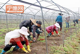 周寧實踐 土地流轉激活特色農業與水產養殖，鋪就農民增收新路徑